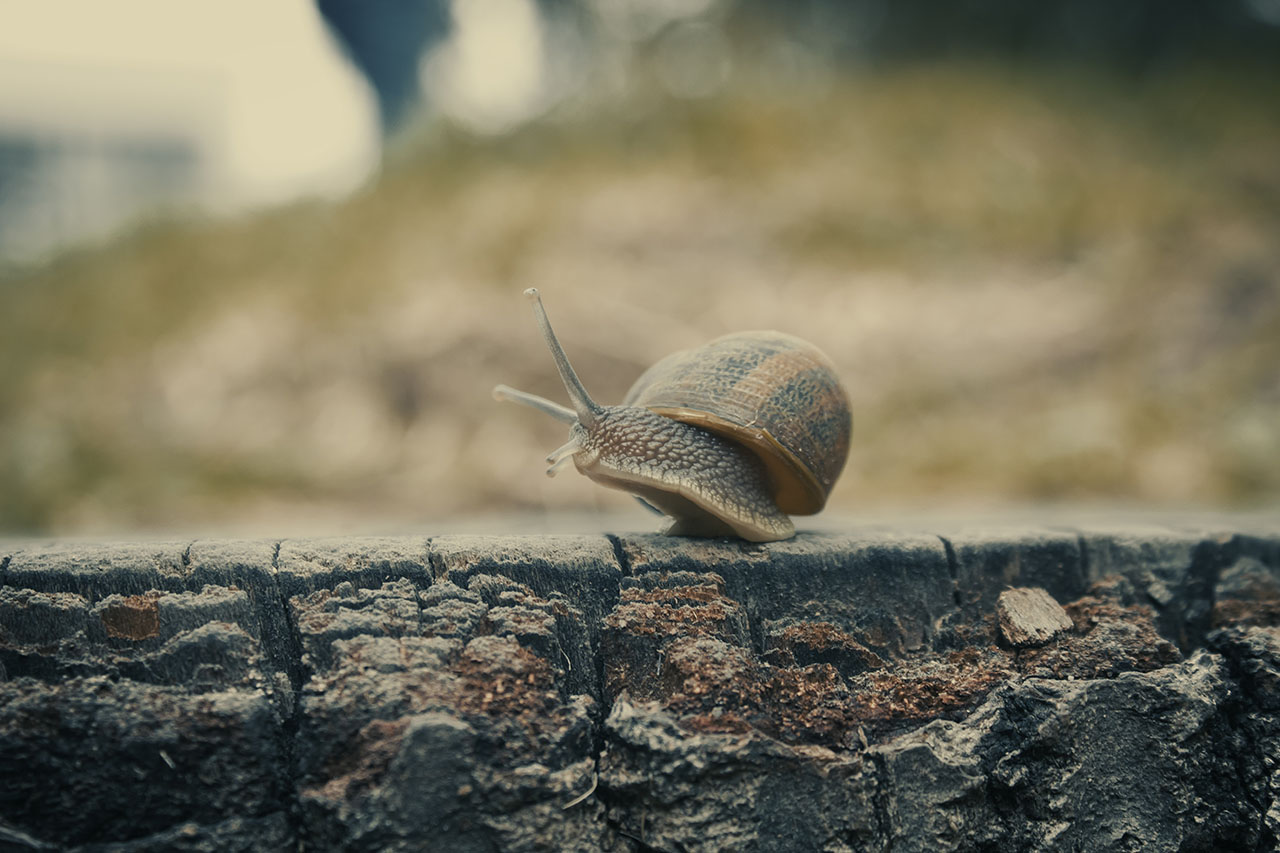 Photo of a snail with a shell